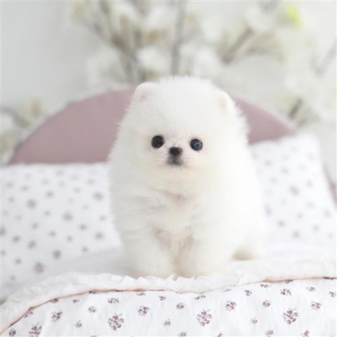 $250 : Teacup Pomeranian puppies image 1