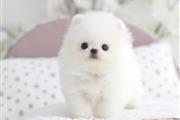 $250 : Teacup Pomeranian puppies thumbnail