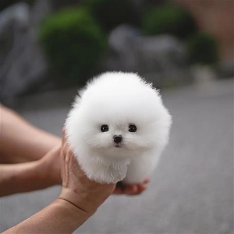 $350 : POMERANIAN PUPPIES FOR SALE image 3