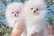 $350 : Pomerania en venta thumbnail