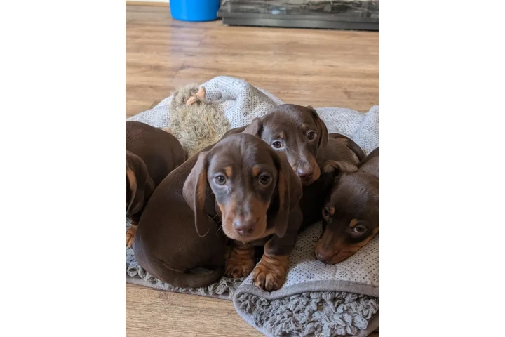 $280 : Cachorros de teckel estándar image 1