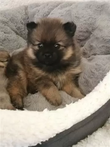 Pomeranian Puppies for Adoptio image 3