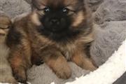 Pomeranian Puppies for Adoptio thumbnail