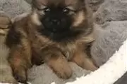 Pomeranian Puppies for Adoptio thumbnail
