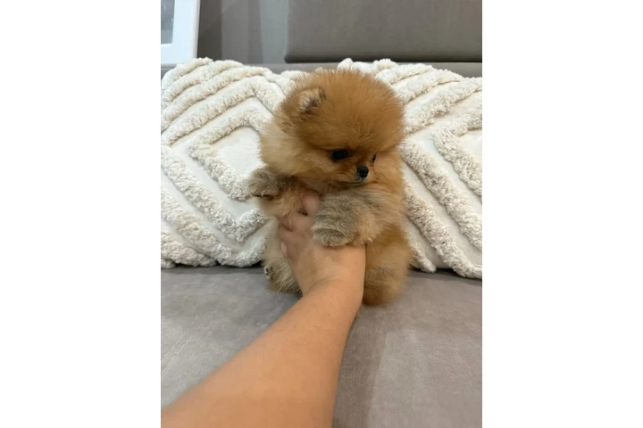 $350 : Cachorro de Pomerania image 4