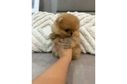 $350 : Cachorro de Pomerania thumbnail