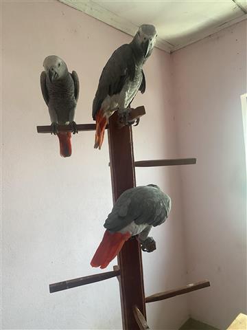 $750 : African Grey Parrots near me image 6