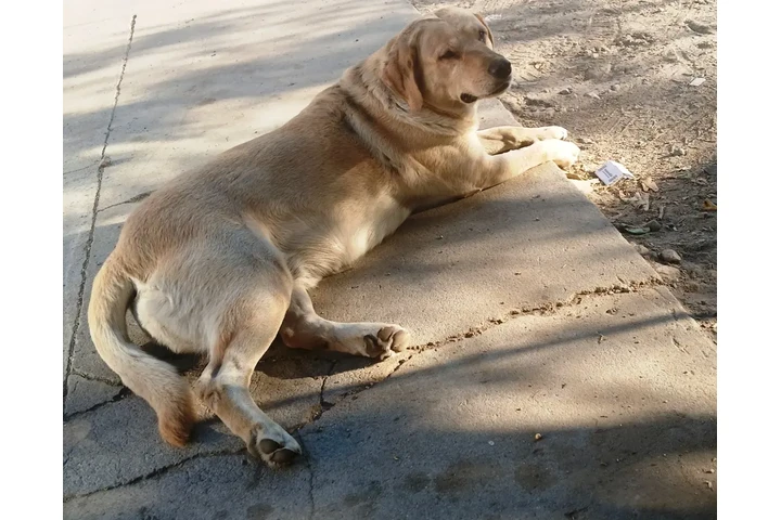 $200 : perros labradores image 3