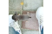 $350 : chihuahua thumbnail