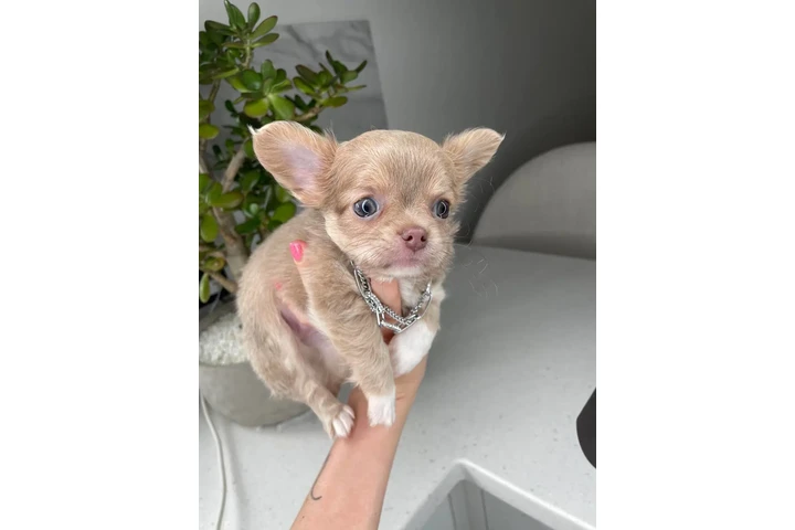 $250 : Chihuahua teacup puppies image 10