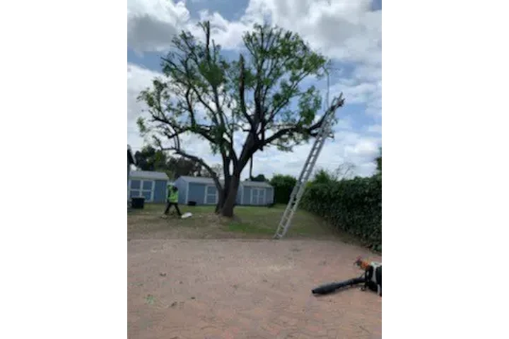 ALEX TREE SERVICE image 6