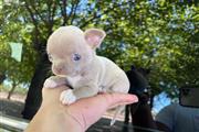 $300 : Chihuahua puppy thumbnail