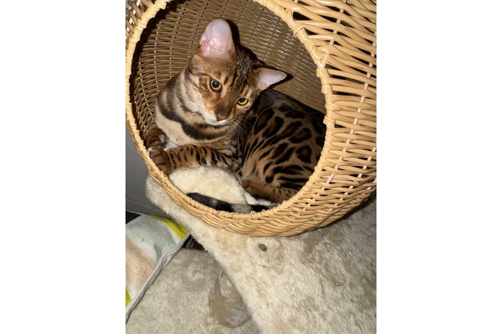 $1000 : Gatitos Bengal image 3