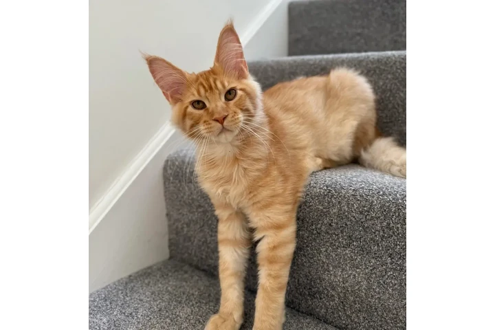 Pedigree Mainecoon kittens image 3