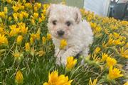 Small breed puppy maltipoo en Orange County
