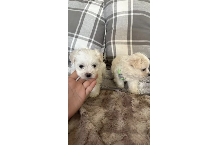 $450 : Maltipoo image 2