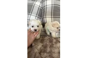 $450 : Maltipoo thumbnail