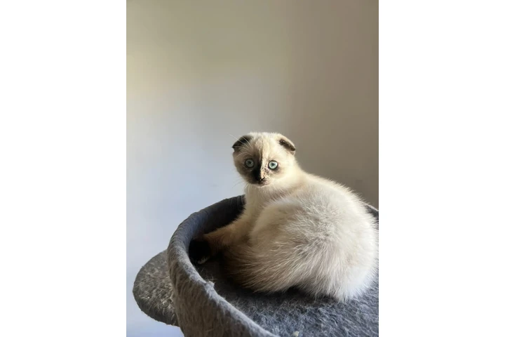 $2000 : 3 Beautiful Scottish Fold Girl image 7