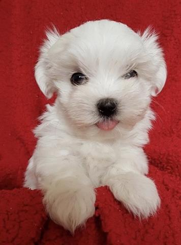 $550 : Super Adorable Maltese Puppies image 2