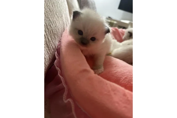 $380 : Gatitos Ragdoll Azules image 1