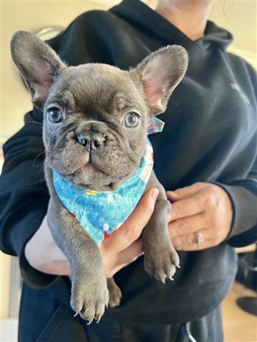 $450 : Two French bulldog Available image 1