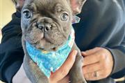 Two French bulldog Available en Washington DC