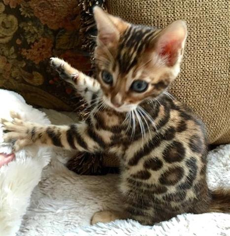 $100 : Bengal Kittens For Sale Pedig❤ image 2