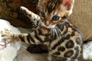 $100 : Bengal Kittens For Sale Pedig❤ thumbnail