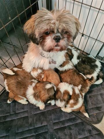 $500 : Shih Tzu Puppies Available image 2