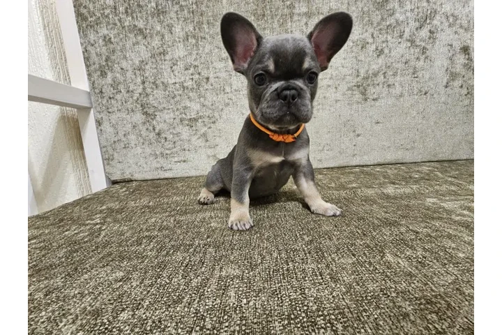 $400 : Adorable bulldog francés en ve image 1