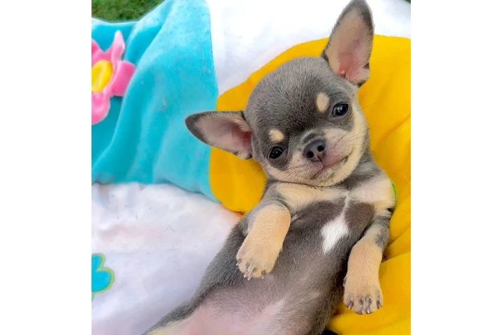 $250 : Chihuahua puppies are still av image 4