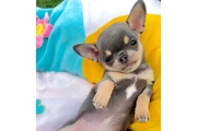 $250 : Chihuahua puppies are still av thumbnail