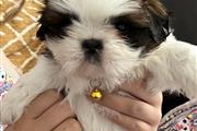 $310 : Shih Tzu a la venta thumbnail