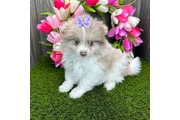 cachorros de Pomerania en New York