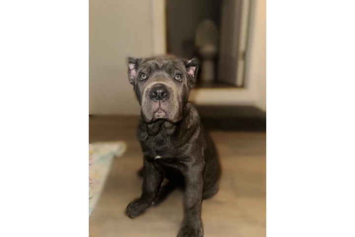 $4000 : SALE DOG CANE CORSO image 1