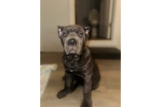 SALE DOG CANE CORSO en San Jose