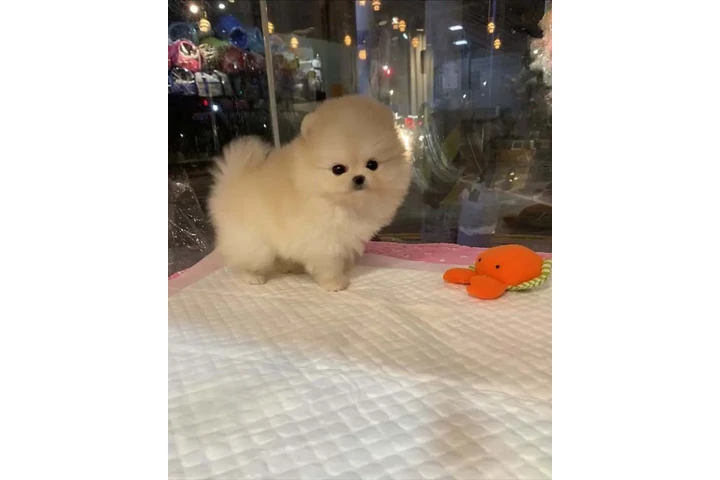 Pomerania en venta image 3
