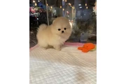 Pomerania en venta thumbnail