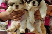 $500 : Cachorros Shih-tzu en venta thumbnail