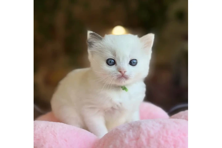 $240 : Babies ragdoll  For Sale image 2