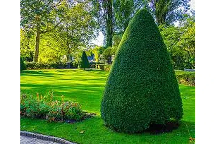 podador de arboles jardineria image 6