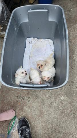 $500 : Maltese and  pure poodle image 6
