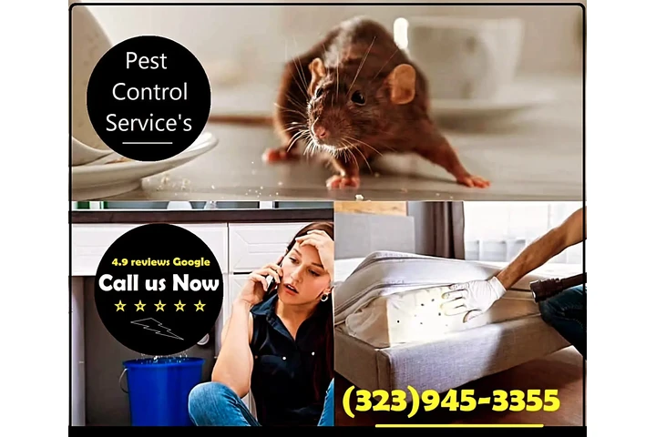 FUMIGACION RATONES LOS ANGELES image 4