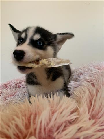 $499 : Siberian Husky Pups image 3