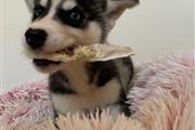 $499 : Siberian Husky Pups thumbnail