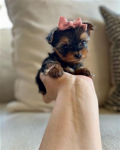 $350 : Yorkies a la venta image 3