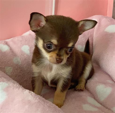 $250 : Chihuahua image 3