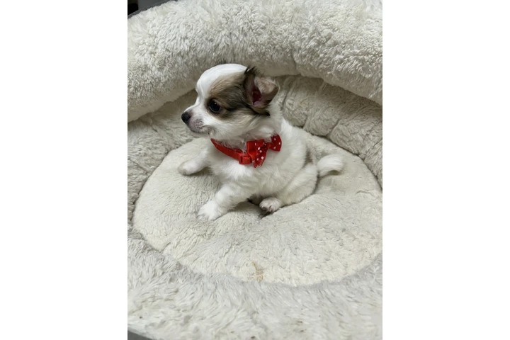 Chihuahuas de pelo largo image 3