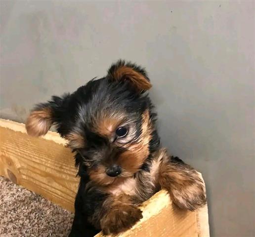 $600 : Cachorros yorkie en adopcion image 1