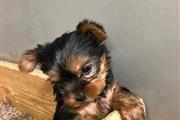 Cachorros yorkie en adopcion en Madison